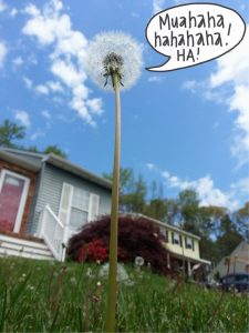 The Dandelion That Ate Maryland